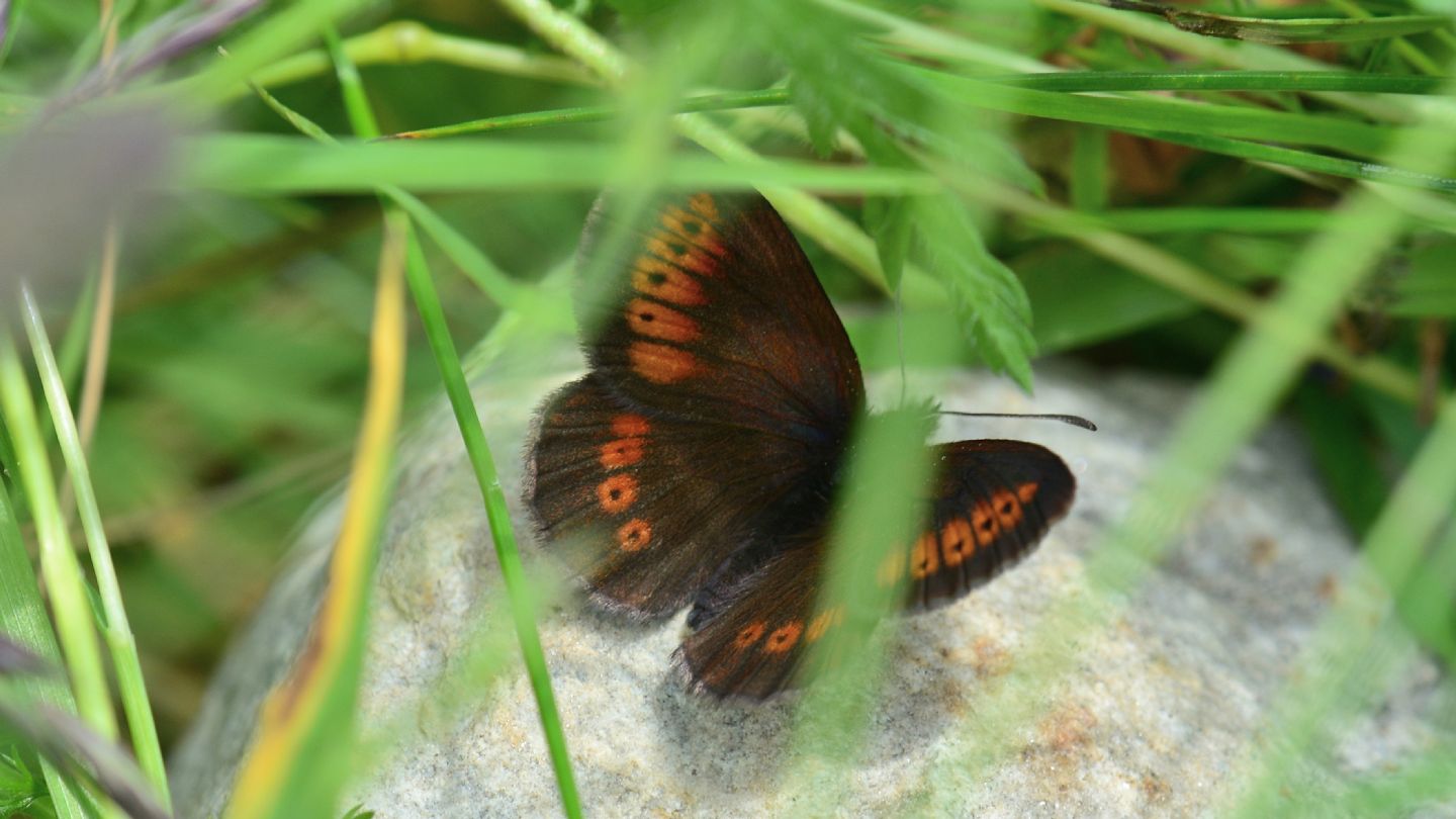 Erebia ? Erebia melampus